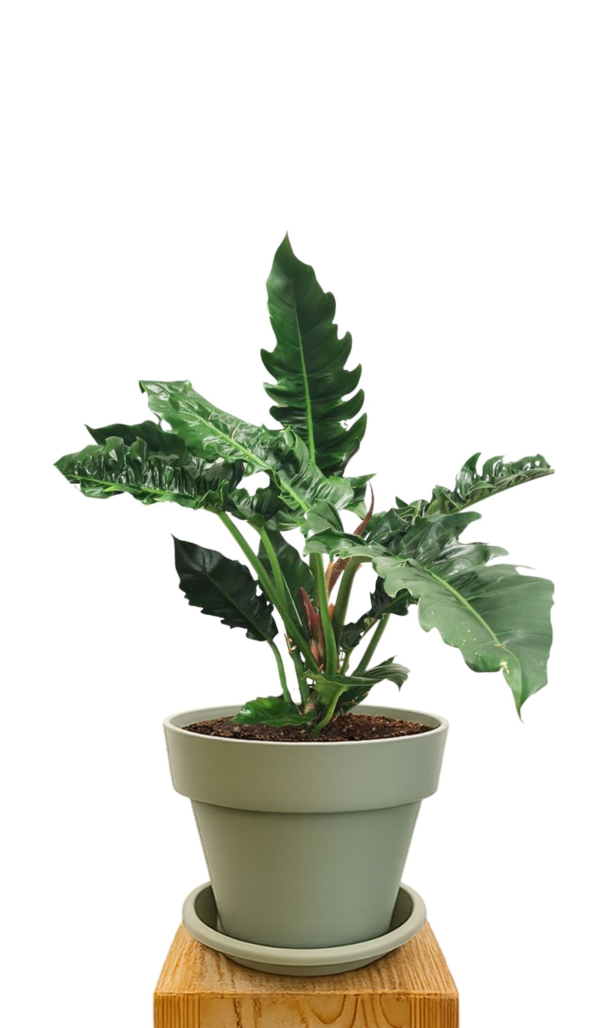 Plant kit 30 Green